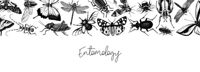 Hand-sketched insect banner template. Hand drawn beetles, bugs, butterflies, dragonfly, cicada, moths, bee illustrations in vintage style. Entomological frame vector design on chalkboard