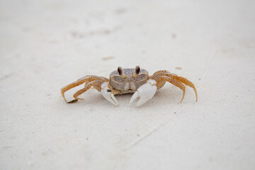 Blue crab walk-in on a white sandy beach