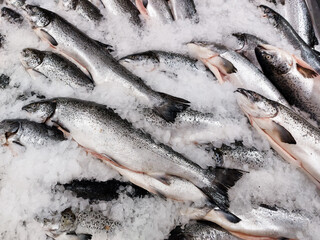 Chilled salmon. Fresh fish on ice. Seafood cooking concept. Healthy food. Recipe ingredient. Market...