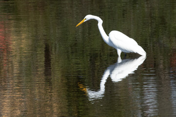 Beautiful white egret in the wild