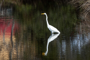 Beautiful white egret in the wild