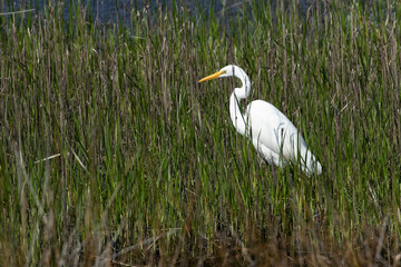 Beautiful white egret in the wild