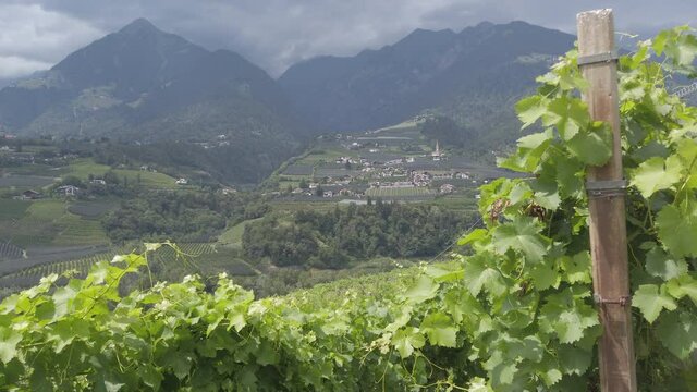 Vineyard in South Tyrol near Merano with view of the valley and mountains, 4k video footage