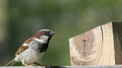 House Sparrow sitting on fence