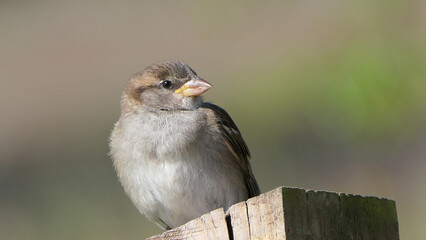 House Sparrow sitting on fence
