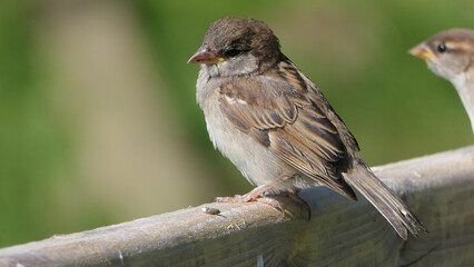 House Sparrow sitting on fence in UK