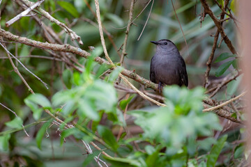 Florida bird posing in table and in brush