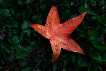 autunno 17 - foglia di acero su sfondo scuro