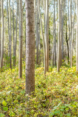 Fototapeta premium Young Topola Forest along the Danube River in the autumn part of the year.