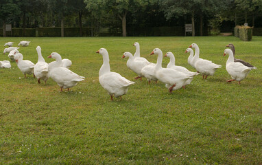 Group of geese on a grass meadow nibbles the grass.