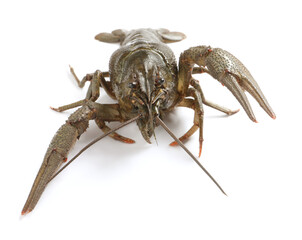 One fresh raw crayfish isolated on white