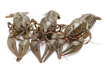 Many fresh raw crayfishes on white background
