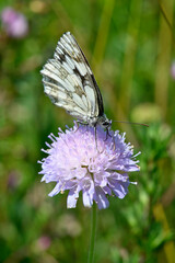 Schachbrett, Damenbrett (Melanargia galathea) auf Acker-Witwenblume (Knautia arvensis) // marbled white on field scabious