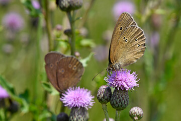 Ringlet // Brauner Waldvogel, Schornsteinfeger  (Aphantopus hyperantus)