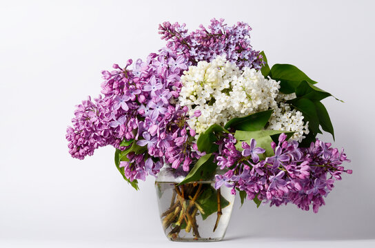 Lilac flowers in vase against white background. Spring seasonal background