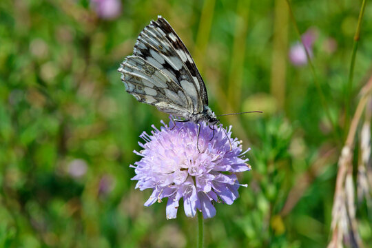 Marbled white (Melanargia galathea) on field scabious (Knautia arvensis) // Schachbrett-Falter, Damenbrett auf Acker-Witwenblume 