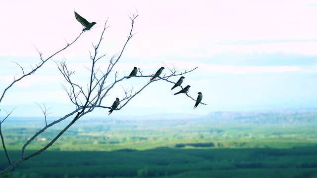 Flocks of swallows cling to leafless branches on a steep cliff with natural real sound at Wat Phu Thok temple Landmarks of Bueng Kan Province amazing Thailand.