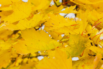 Yellow leaves texture. Closeup tree. Autumn nature. Side view.