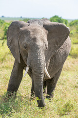 Fototapeta na wymiar Elephant in the Mara, Masai Mara National Park, Kenya, Africa