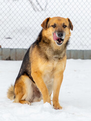 Big brown dog sitting in the winter in the snow