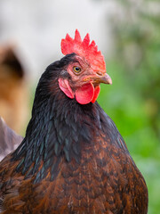 Chicken with brown and black feathers close up on a blurred background