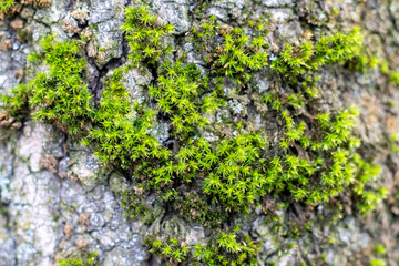 Green thick moss on a tree in the forest
