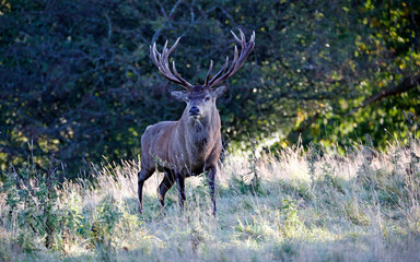 Red deer rut at the start of the Autumn rut
