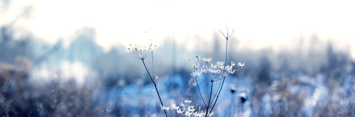 Frost-covered stalks of dried plants in the meadow in winter on a blurred background, winter background