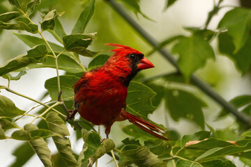 Cardinal - male detailed closeup perched in between vibrant green leaves. Northern Cardinal captured in Burlington, Ontario.