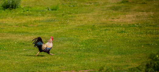 Fototapeta premium A hen and a young rooster are shot in the green grass in the pasture. Free range of poultry on the poultry farm.