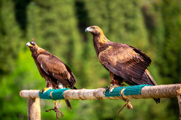 Golden eagle close up. The eagle sits on a perch against the backdrop of green mountains. The bird of prey hunts its prey. Falcon hunting. National tradition of Asia. Kazakhstan