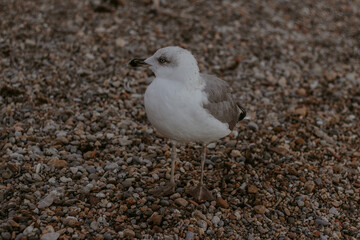 seagull on the beach