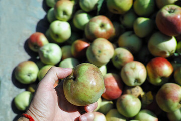 hand picking ripe apple