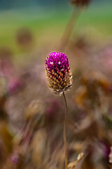 Globe amaranth blooming in autumn
