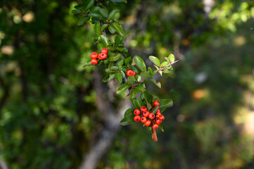 Close up red hawthorn berry