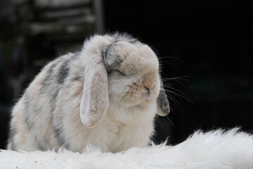 Sleeping cute light grey and white colored French Lop bunny rabbit