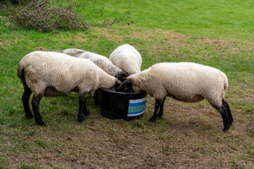 Obraz na płótnie Canvas Sheep with black heads and legs feeding from a tub on an animal farm