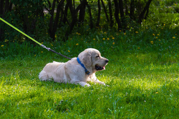 Golden retriever is sitting on the green grass