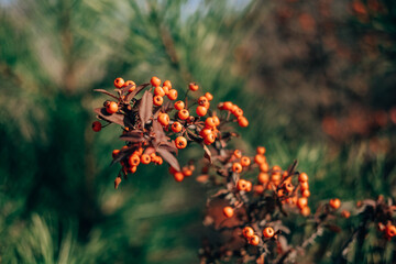 Firethorn or Pyracantha, decorative garden bush with bright orange berries. Close up of Pyracantha orange berries in autumn, selective focus.