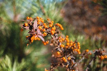 Firethorn or Pyracantha, decorative garden bush with bright orange berries. Close up of Pyracantha orange berries in autumn, selective focus.