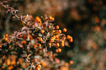 Firethorn or Pyracantha, decorative garden bush with bright orange berries. Close up of Pyracantha orange berries in autumn, selective focus.
