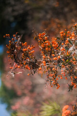 Firethorn or Pyracantha, decorative garden bush with bright orange berries. Close up of Pyracantha orange berries in autumn, selective focus.
