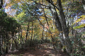 天空の爽回廊　秋の紅葉
