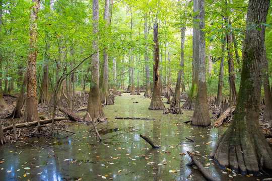 Swamp and forest of bald cypress and water tupelo trees in Congaree National Park