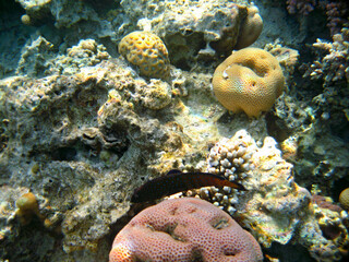 Tropical exotic fish cephalopholis argus underwater of Red sea