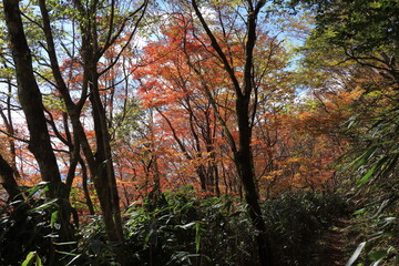 天空の爽回廊　秋の紅葉