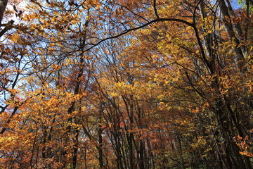 Obraz premium 天空の爽回廊 秋の紅葉