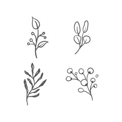 Floral graphic elements vector set. Flowers and plants hand drawn illustrations. Nature ornaments.