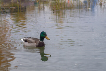 Obraz premium Wild duck drake swim on the lake on a cloudy autumn day