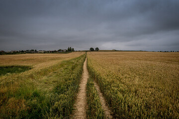 Fototapeta premium field of wheat with blue grey clouds